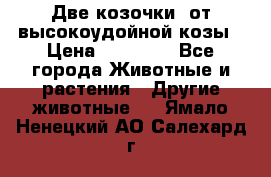 Две козочки  от высокоудойной козы › Цена ­ 20 000 - Все города Животные и растения » Другие животные   . Ямало-Ненецкий АО,Салехард г.